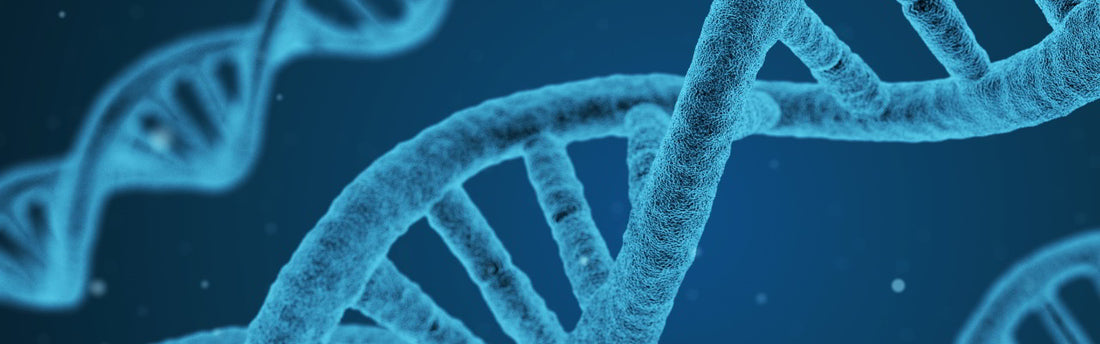 Stärkung des Immunsystems mit natürlichen Mitteln