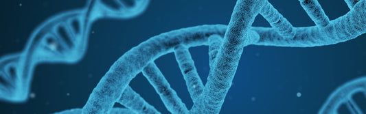 Stärkung des Immunsystems mit natürlichen Mitteln