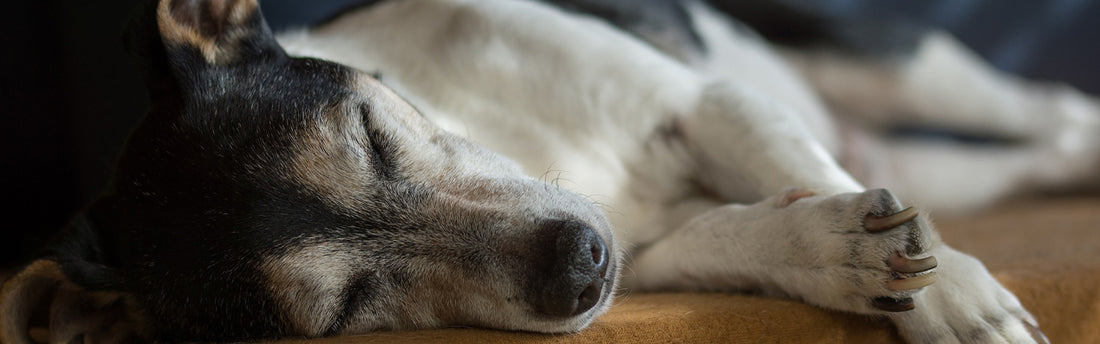 Gesundes Futter für Senior Hunde