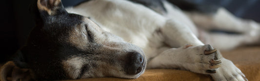 Gesundes Futter für Senior Hunde