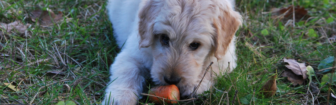 Kleiner Hund ganz groß in Ernährung