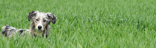 Warum Hunde Gras fressen?