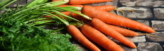 Möhren für unsere Fellnasen?