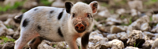 Schweinefleisch für Hunde? Die Gefahren einer unbedachten Fütterung