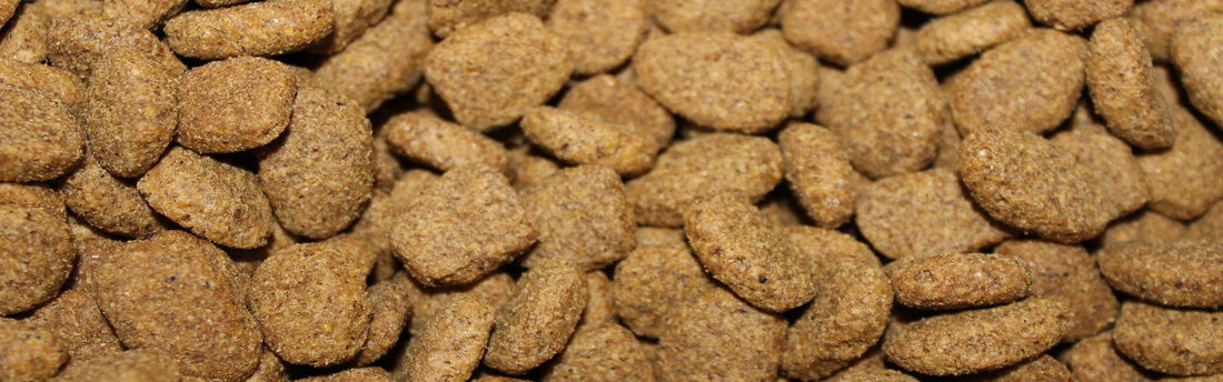 Trockenfutter verhindert Zahnstein?