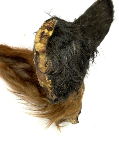 Knabberbar: Rinderohren mit Muschel und Fell